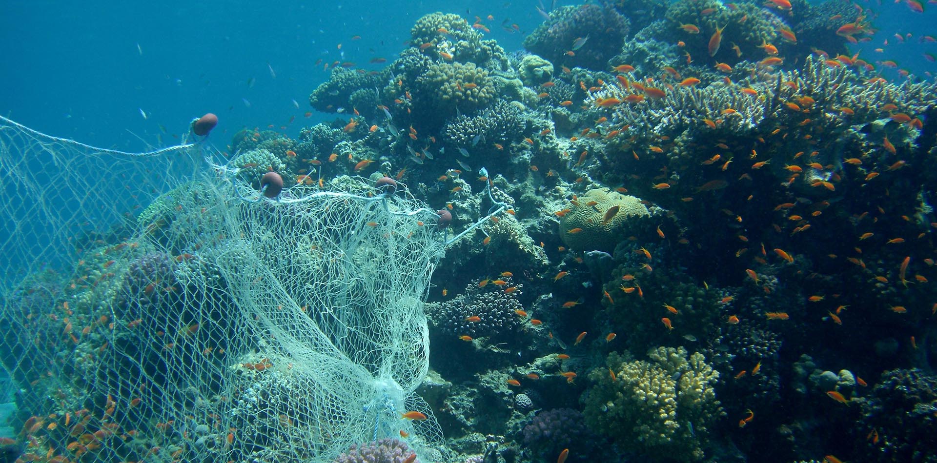 Bottom Trawling Harms More Than Just Our Oceans