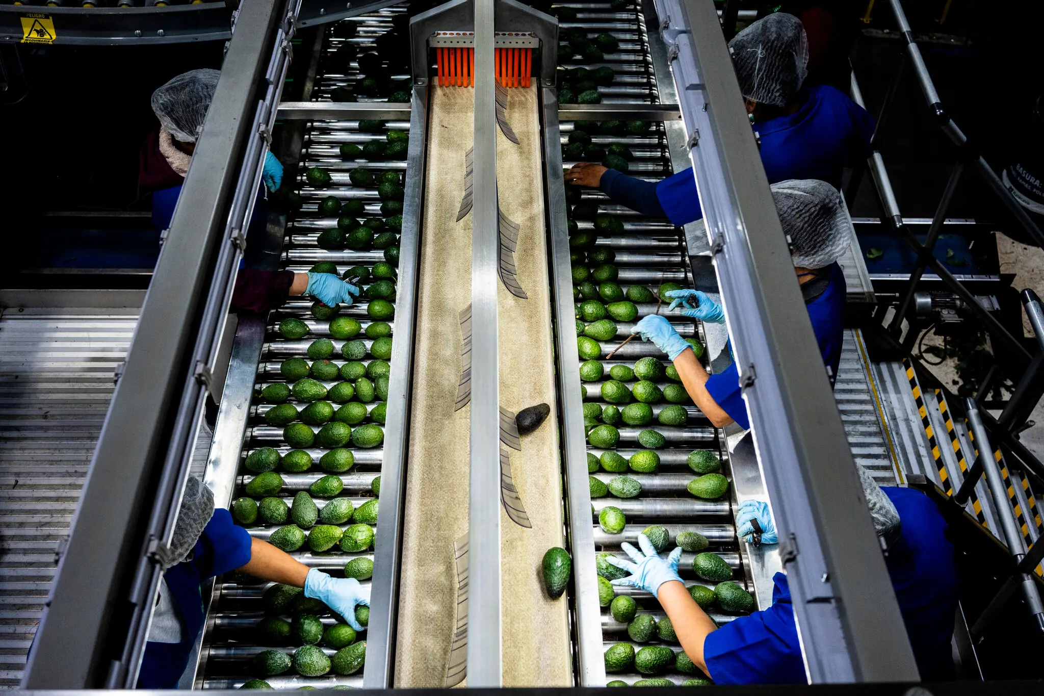 USDA Suspends Avocado Inspections in Mexico, Citing Security Concerns
