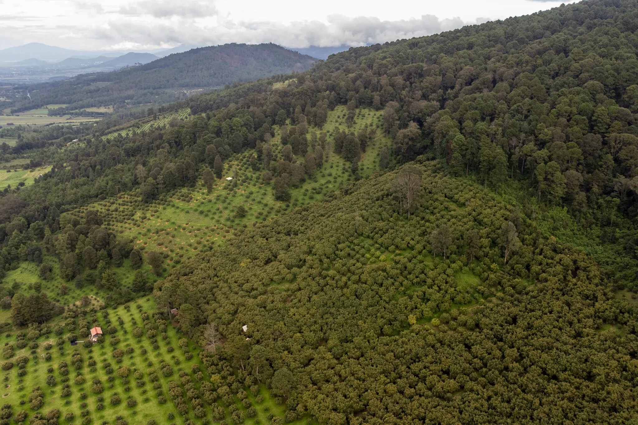 00int-mexico-avocados-wtk-vbtl-superJumbo