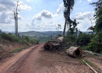 “Chainsaws, Smoke, and Silence”