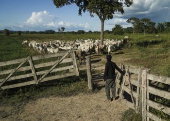 Legislação da União Europeia e as cadeias produtivas da pecuária brasileira