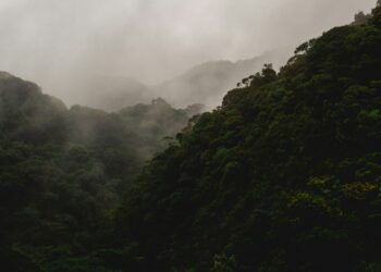 Brazil’s Presidential Election: What’s at Stake for Forest Protection?